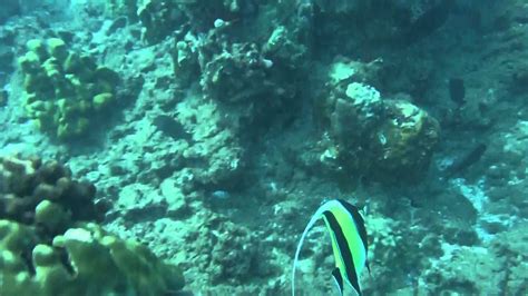 coral_reef1 spankbang  AA and LA (06-07-2023) OF